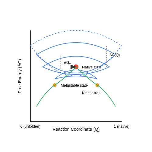 Thermodynamics and Kinetics of Folding – Protein Folding with AI – Tutorial Diagram Thermodynamics and Kinetics of Folding – Protein Folding with AI – Tutorial Diagram