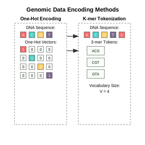 Genomic Data Representation for Transformer Models – Transformers in Genomics – Tutorial Diagram Genomic Data Representation for Transformer Models – Transformers in Genomics – Tutorial Diagram