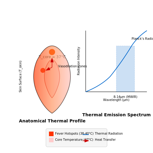 Physiological Basis of Fever Detection – Thermal Scanning and Fever Detection AI – Tutorial Diagram Physiological Basis of Fever Detection – Thermal Scanning and Fever Detection AI – Tutorial Diagram