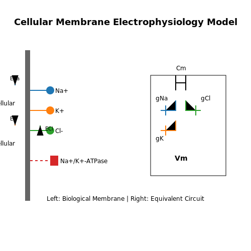 Patch Clamp Techniques in Bioelectronics – Tutorial Image